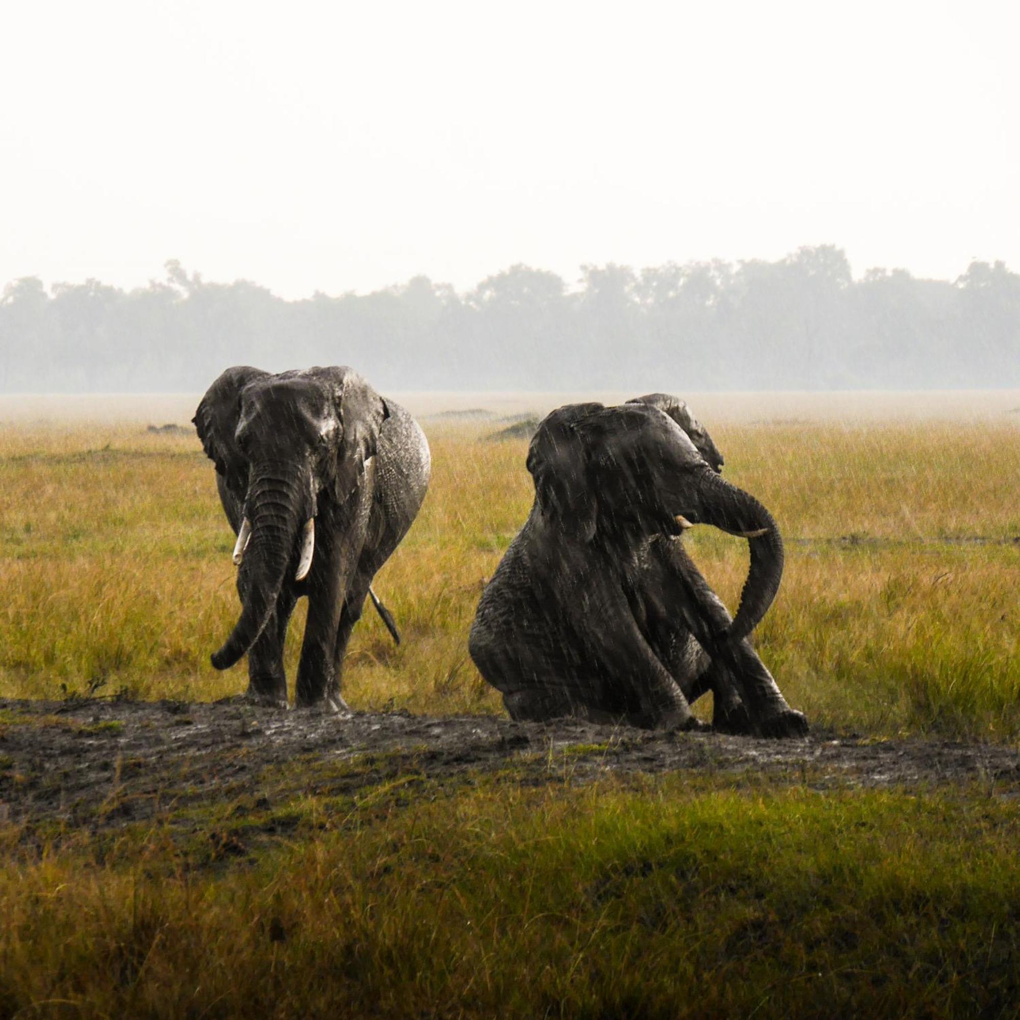 Kananga Special Tented Camp Banagi ภายนอก รูปภาพ