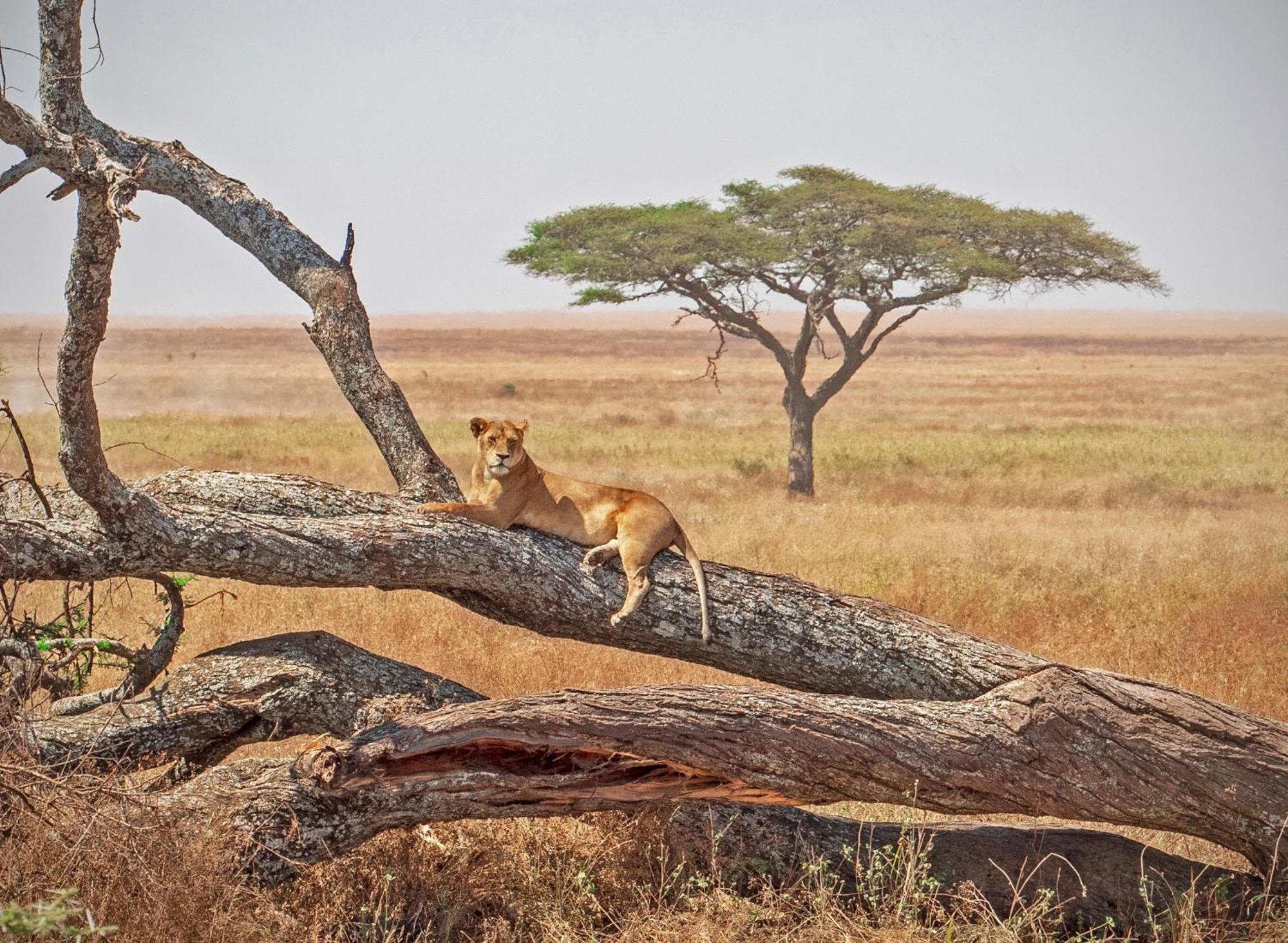 Kananga Special Tented Camp Banagi ภายนอก รูปภาพ